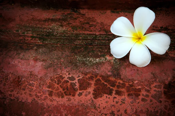フランジパニの花の自然な質感 — ストック写真