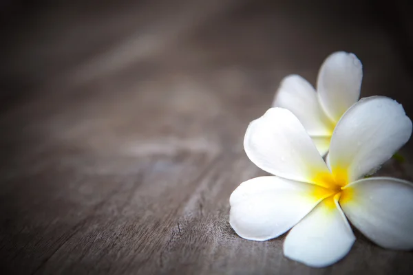 Doğal doku üzerine frangipani çiçeği — Stok fotoğraf