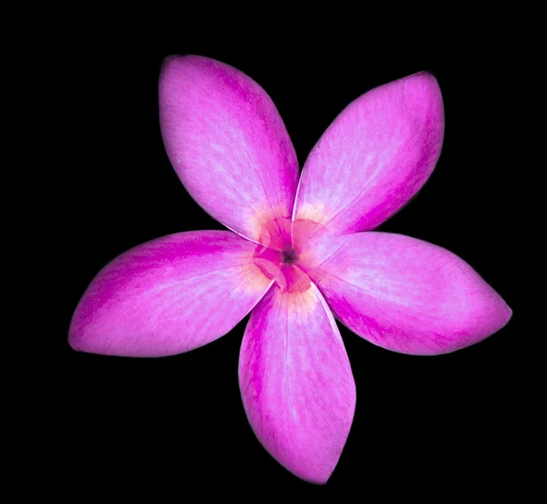 Doğal doku üzerine frangipani çiçeği — Stok fotoğraf
