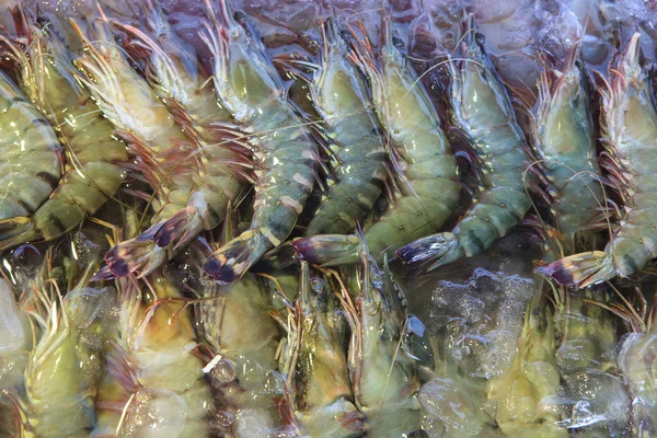 Crevettes marines gelées dans la glace — Photo