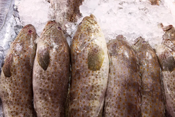 Fresh grouper fish in fresh market — Stock Photo, Image