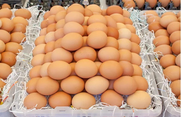 Fresh eggs — Stock Photo, Image