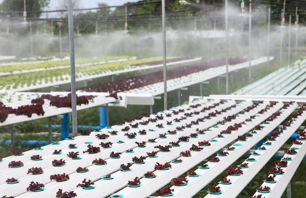 Hydroponics green vegetable — Stock Photo, Image