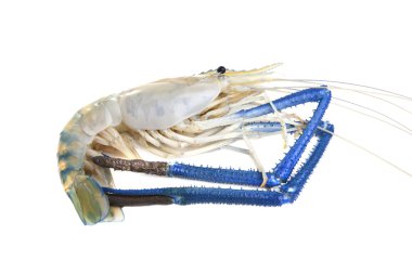 taze watershirm