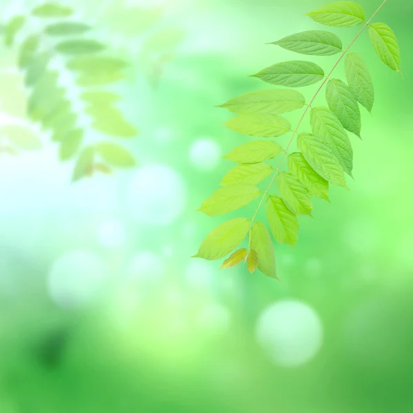 Green leaves bouquet on blury green — Stock Photo, Image