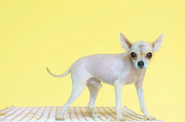 Cão-da-pomerânia — Fotografia de Stock