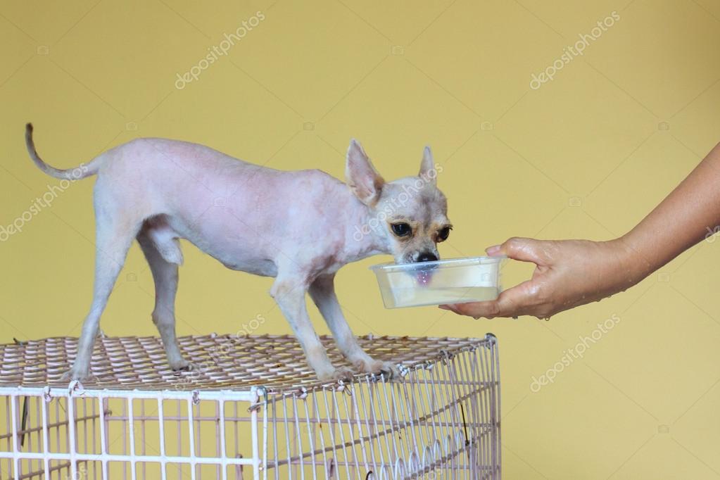 hairless pomeranian