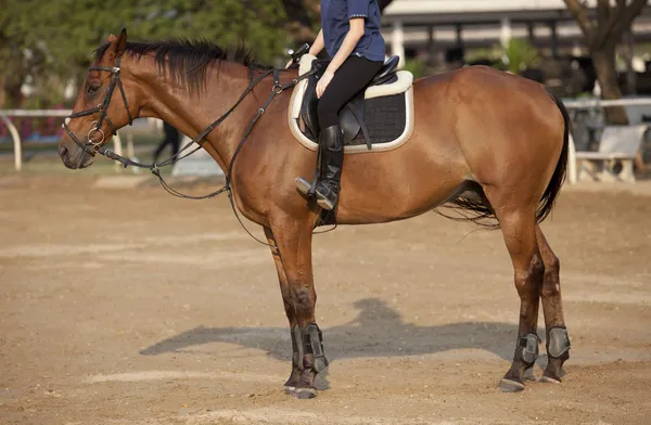 Homem a cavalo de volta — Fotografia de Stock