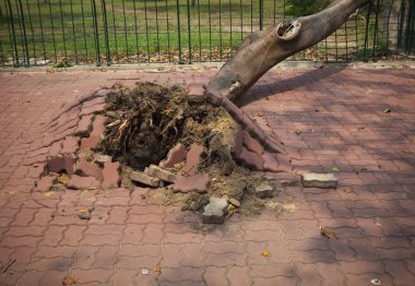 fallen tree after storm windy in town clipart