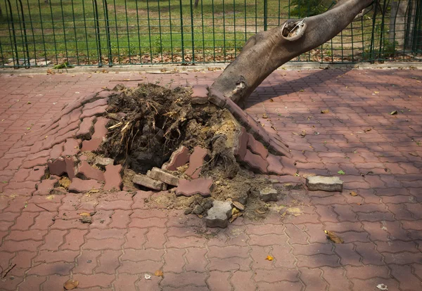 Fallen tree after storm windy in town — Stock Photo, Image