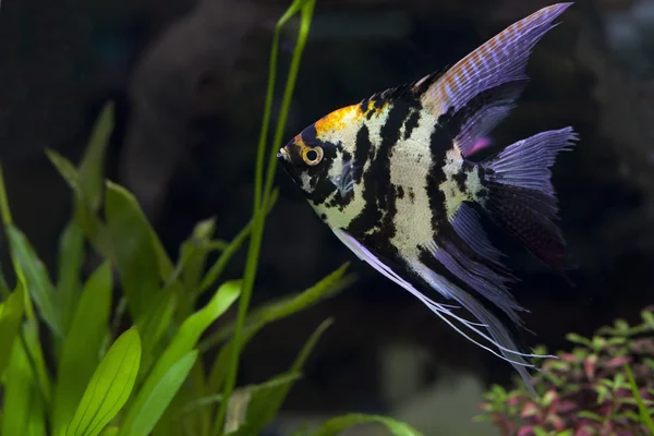 Янгольська риба в зеленому акваріумі — стокове фото