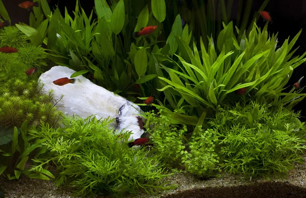 Planta verde en acuario bajo el agua — Foto de Stock