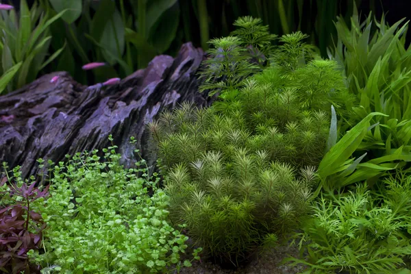 Πράσινο φυτό σε κάτω από το νερό του ενυδρείο — Φωτογραφία Αρχείου