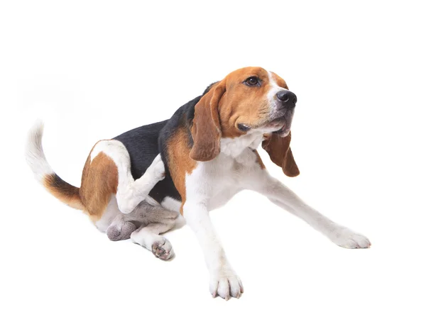 Beagle hund på vit — Stockfoto