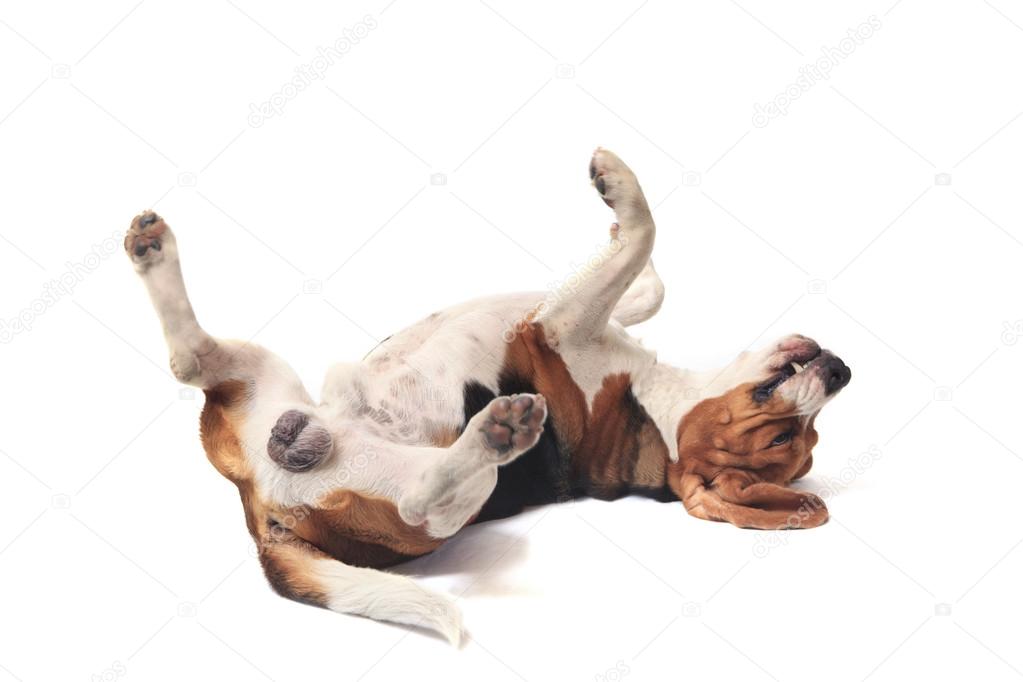 beagle dog lying on white