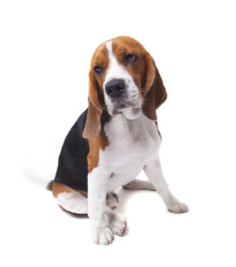 beagle köpek beyaz arka plan yüzü