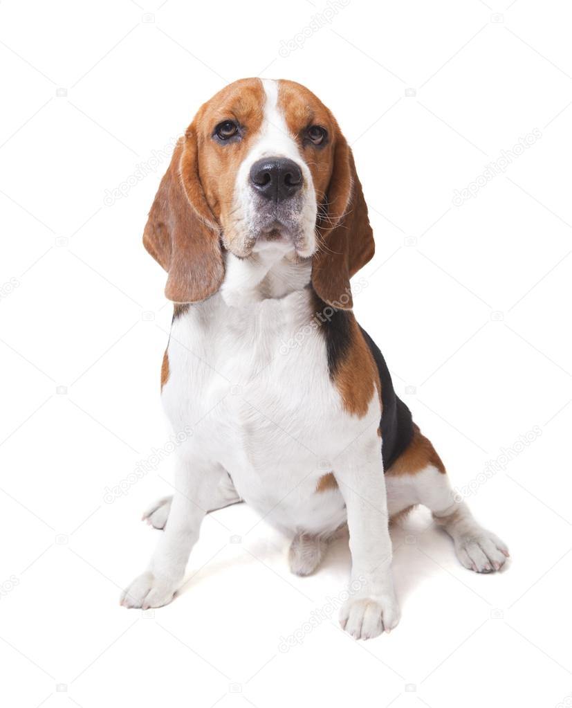 face of beagle dog