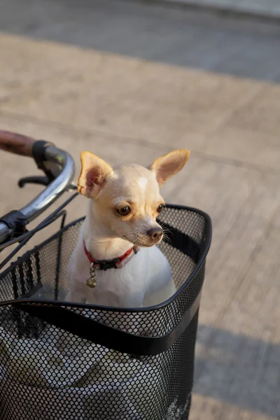 Chihuahua chien — Photo