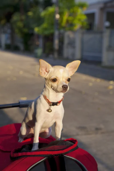 Chihuahua ou chiwawa cão — Fotografia de Stock