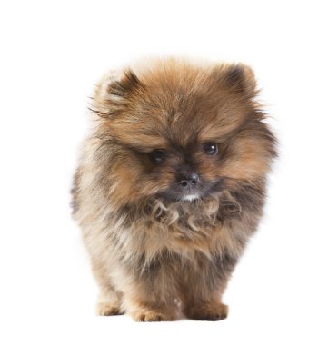 Bebek pomeranian köpek izole beyaz Studio