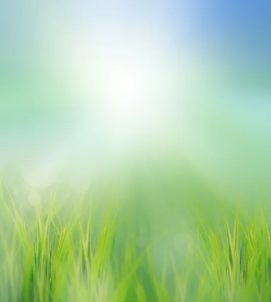 Green field in morning light — Stock Photo, Image