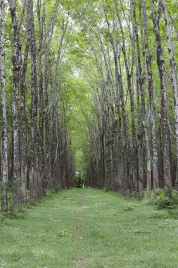 kauçuk ağacı ekimi