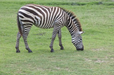 Zebra yeşil çim sahada