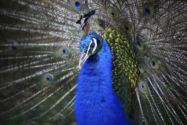 Primer plano de pavo real indio — Foto de Stock