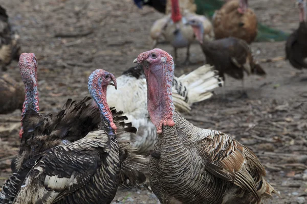 Turkey birds — Stock Photo, Image