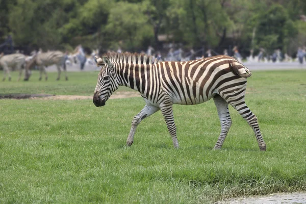 Zebra på grönt gräs fält — Stockfoto