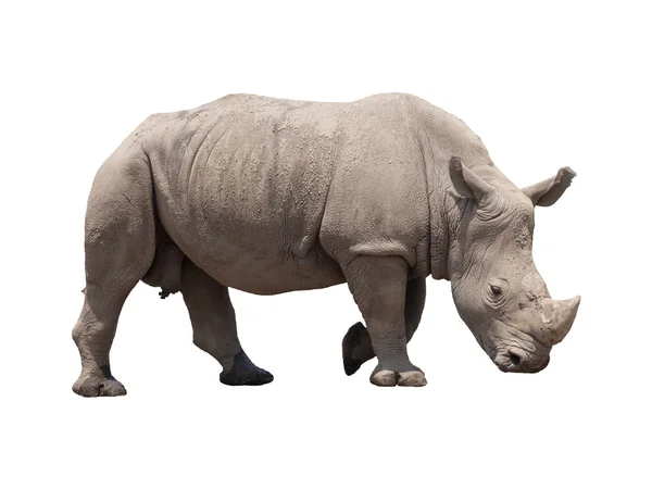 Rhino isolé sur blanc — Photo