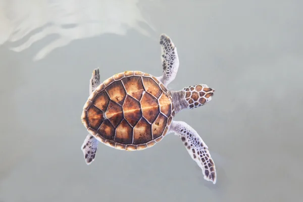 Little sea turtle swimming in sea water — Stock Photo, Image