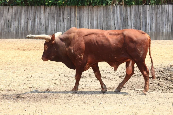 Watusi cow — Stock Photo, Image