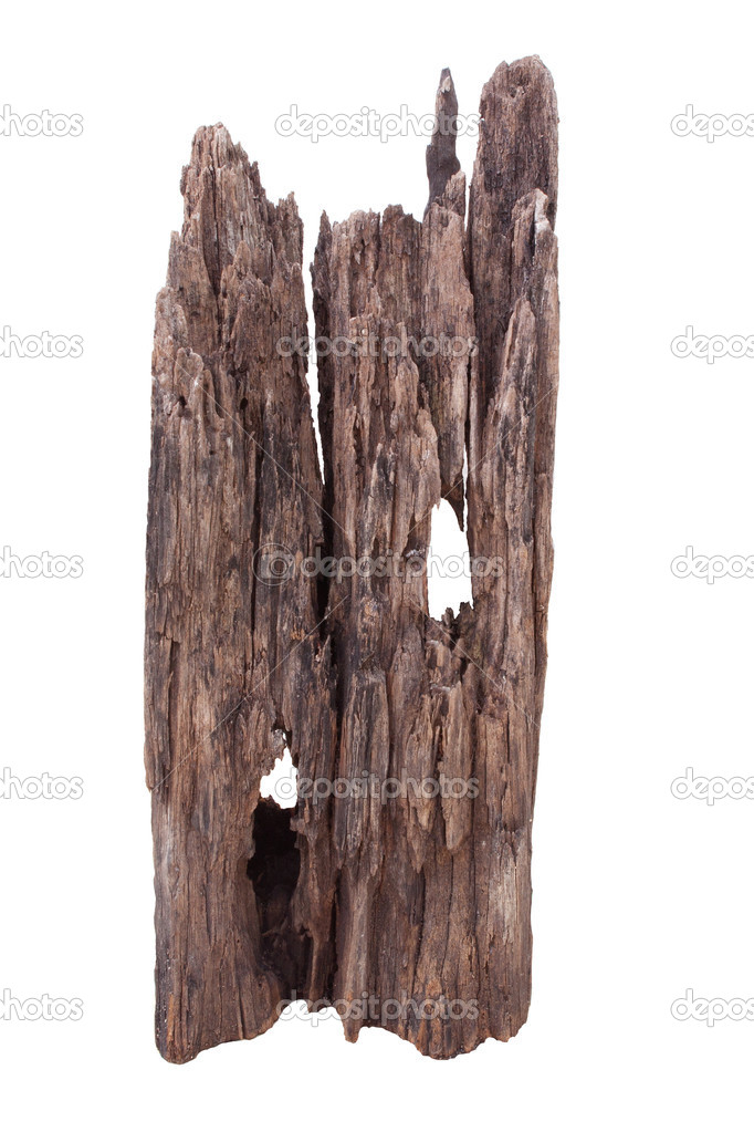 Natural dry dead wood isolated white