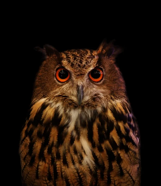 Close up face of owl on black — Stock Photo, Image