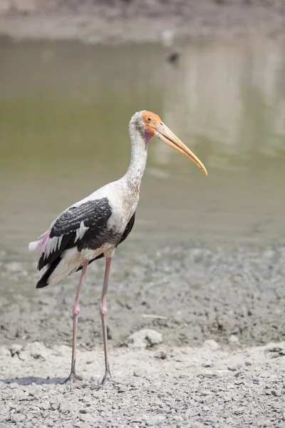 Stork fågel stående i torr pool — Stockfoto