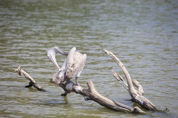 Pélican à bec ponctuel sur branche d'arbre — Photo