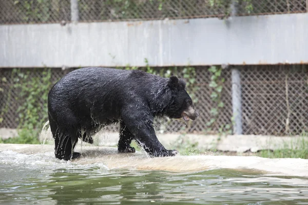 Bear walking up from water pool in zoo — Stock Photo, Image