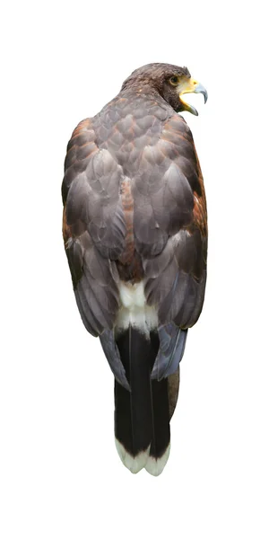 Hawk isolated white — Stock Photo, Image