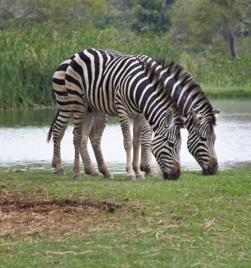 iki zebra yeşil çim alanda besleme