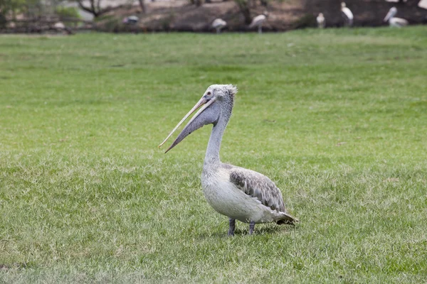 Pelican bird on green grass field — Stock Photo, Image