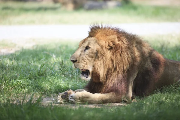 Leão deitado e relaxante no campo verde — Fotografia de Stock