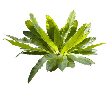 Kuş yuvası izole fern beyaz