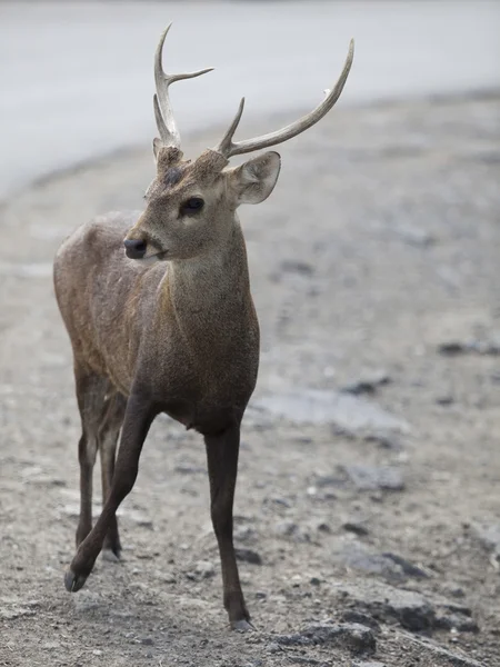 Cerf aboyant dans le parc national khaoyai thailand — Photo