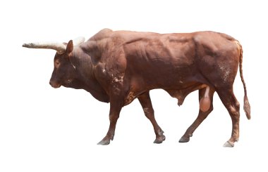 Watusi koca Okuz inek izole beyaz