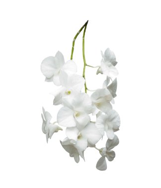 Beyaz Orkide izole beyaz arka plan