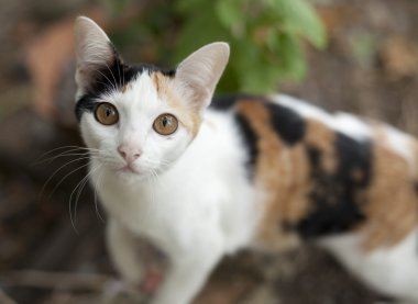 Turkish yerli kedi