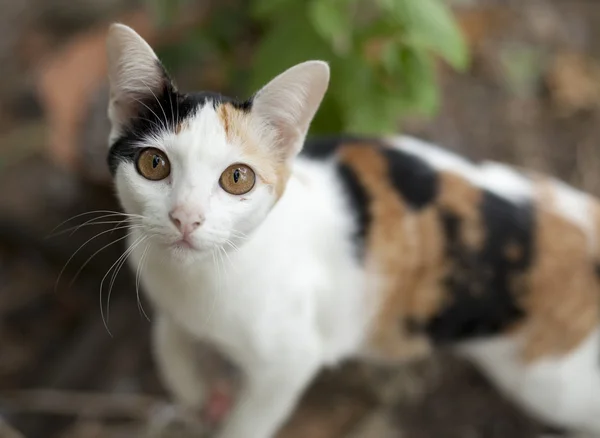 タイのネイティブ猫 — ストック写真