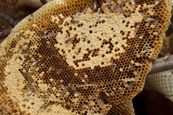 Natuurlijke honingraat — Stockfoto