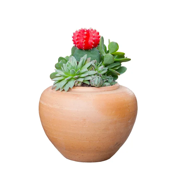 上一个陶土罐里的仙人掌植物 — 图库照片